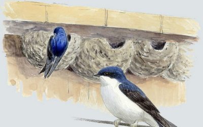 Medio Ambiente pone en marcha una campaña para la conservación de golondrinas, aviones y vencejos