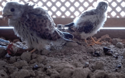 El Ayuntamiento de Lucena pone en funcionamiento el hacking