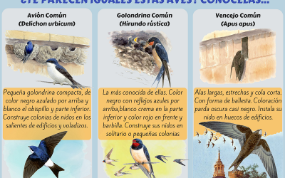 Lucena apuesta por la conservación de golondrinas, aviones y vencejos