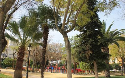 El Ayuntamiento celebrará el Día del Árbol con actividades en el Paseo de Rojas y el Coso