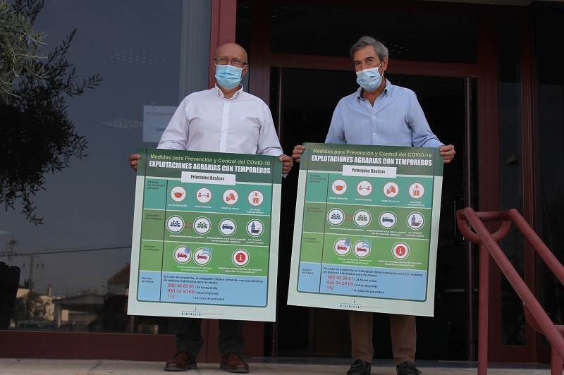 Ayuntamiento y sector olivarero piden mantener las medidas preventivas durante la campaña de recogida de la aceituna 1