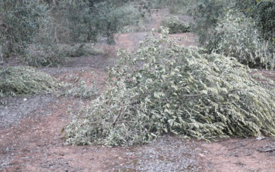 Convocado un curso para la obtención del certificado de poda aplicada al olivar
