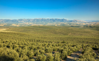 Lucena se adhiere a la candidatura de los paisajes del olivar de Andalucía como Patrimonio Mundial