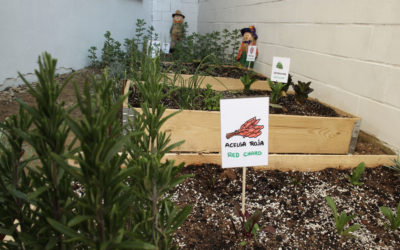 El Ayuntamiento de Lucena promueve los huertos urbanos con la entrega de semillas de variedades hortícolas locales