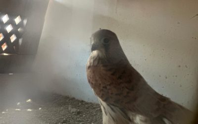 Liberados cinco nuevos pollos de cernícalo primilla