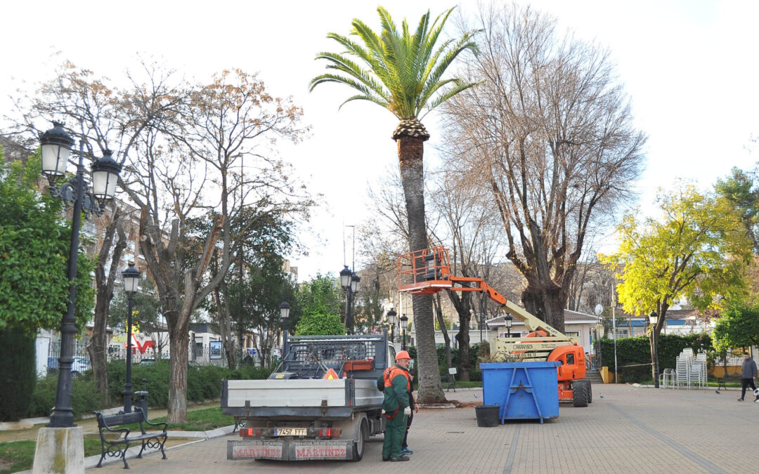 El Ayuntamiento de Lucena inicia una campaña intensiva de podas en la arboleda de la ciudad