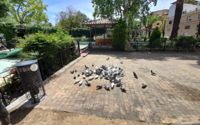 Medio Ambiente pone en marcha un nuevo programa de control de palomas en Lucena